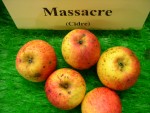 vignette pomme 'Massacre',  cidre