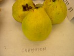 vignette coing 'Champion', Cydonia oblongua 'Champion'