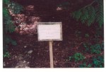vignette panneau devant le thuja aux 80 troncs
