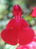 vignette Salvia microphylla 'Grahamii', fleur gros plan