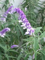 vignette Salvia leucantha