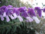 vignette Salvia leucantha