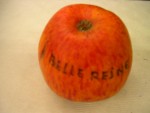 vignette pomme 'Belle Reine'