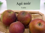 vignette pomme 'Api Noir' = 'De Caluau' = 'Calvau Noire' = 'De Pommier  Fruit Noir'