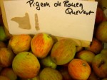vignette pomme 'Pigeon de Rouen Quvert'