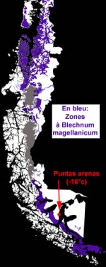 vignette Zones naturelles de Blechnum magellanicum