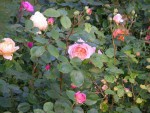 vignette roses anglaises
