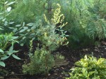 vignette banksia praemorsa red / grevillea robusta