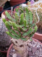 vignette Euphorbia stellata