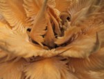 vignette inflorescence femelle de Cycas revoluta