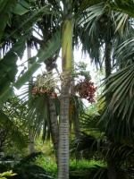 vignette Veitchia merrellii fruits (palmier de Manille)