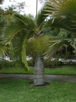 vignette Hyophorbe lagenicaulis (palmier bonbonne)