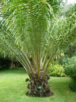 vignette Elaeis guineensis(palmier  huile)