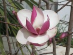vignette Magnolia Soulangiana - détail fleur
