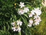 vignette Nerium Oleander Blanc-Rosé