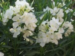 vignette Nerium Oleander Blanc