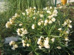 vignette Nerium Oleander Jaune à fleurs doubles