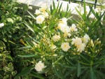 vignette Nerium Oleander Jaune à fleurs triples