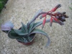 vignette gasteria carinata schweickerdtiana 4, fleurs