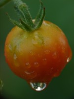 vignette tomate