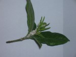 vignette gardenia malade