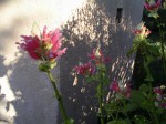 vignette Salvia wagneriana
