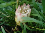 vignette Protea repens (fleur 2006)