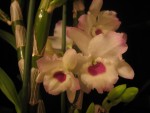 vignette Dendrobium nobile