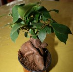 vignette Ficus microcarpa Ginseng
