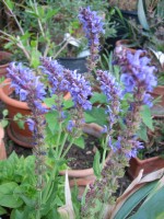 vignette Salvia mlissodora ?