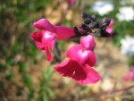 vignette Salvia microphylla 'Pink blush'