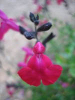 vignette Salvia microphylla 'Pink blush'