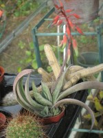 vignette Gasteria carinata schweickerdtiana 5, floraison