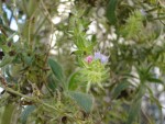 vignette Hybridation Echium Pininana