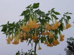 vignette brugmansia charles grimaldi(type versicolor)