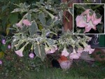 vignette Brugmansia katrien bonte(type suaveolens hybride))