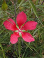 vignette Hibiscus coccineus .Star of Texas .ketmie ecarlate