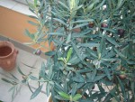 vignette dtail olivier avec olives