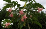 vignette Brugmansia pink beauty(type versicolor)