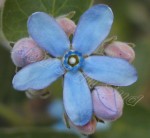 vignette détail de la fleur du tweedia caerulea