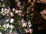 vignette phalaenopsis hybride exclusivité maison ryanne orchidée