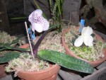 vignette phalaenopsis hybride