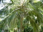 vignette palmier Latania verschaffeltii