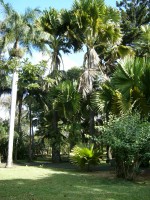 vignette palmier Corypha umbraculifera (talipot adulte)