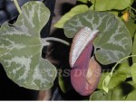 vignette Aristolochia chilensis