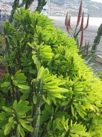 vignette Euphorbia ....