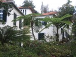 vignette Jardin Botanique de Funchal - fougres arborescentes