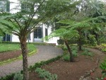 vignette Jardin Botanique de Funchal - fougres arborescentes