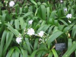 vignette iris japonica