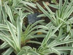 vignette agapanthus africanus variegata